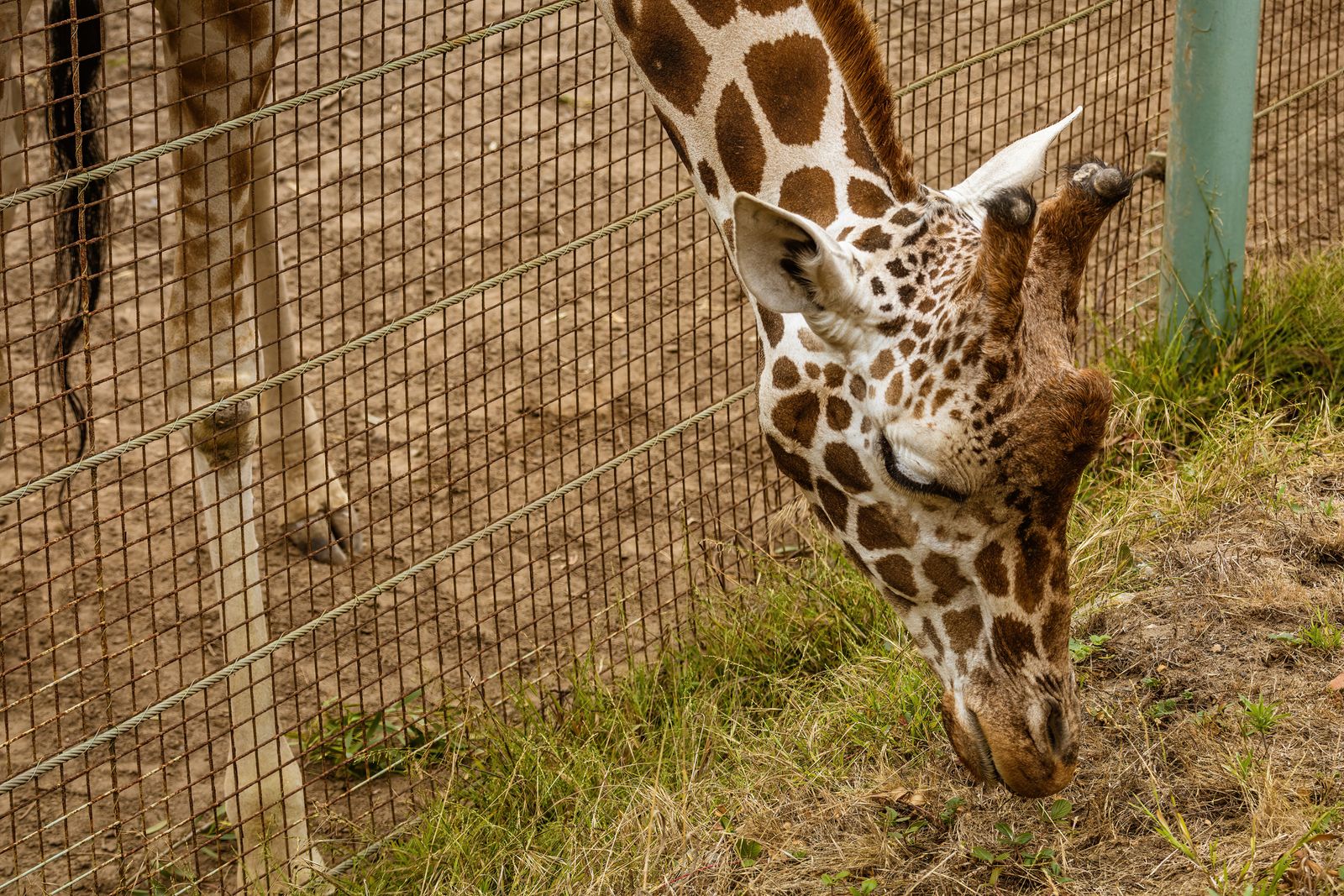 Wildlife photography of animals in a conservation park.